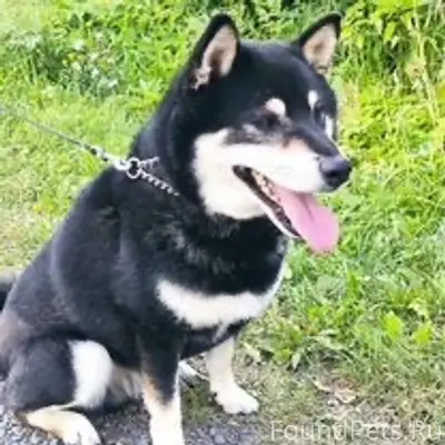 Найден метис сибу-ину, возле рынка Белица