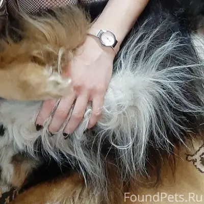 Пропал пёс Филя, Салотопки