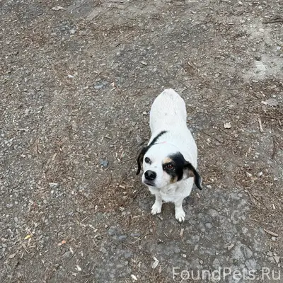 Найден щенок, район дк Фестивальный