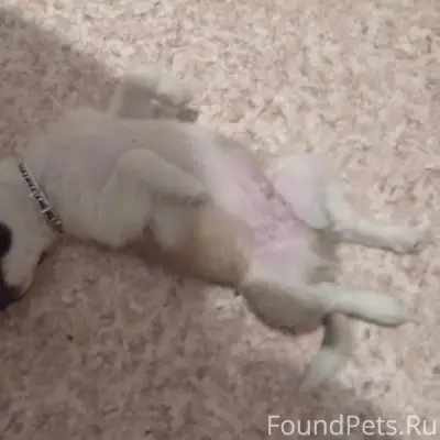 Пропала собака, улица Молдавская