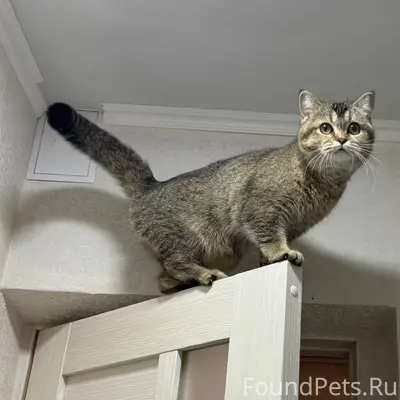 Пропала кошка Симба, район Русское поле