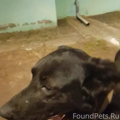 Найденна собака в Смоленске