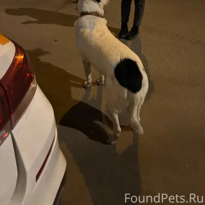 Найден пёс, Орехово, Шипиловская