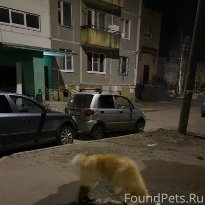 Найден пёс, улица Советская 5