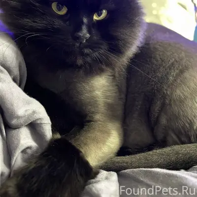 Пропал кот Фауст, Советская улица