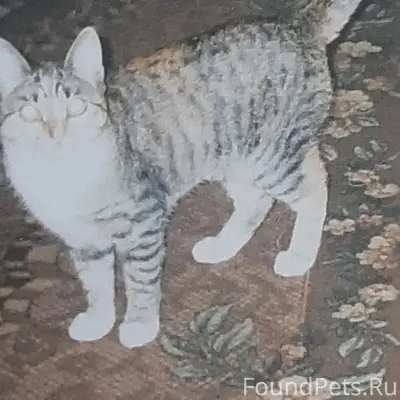 Пропала кошка, район Ленина 103