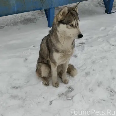 Пропала собака, Южный район