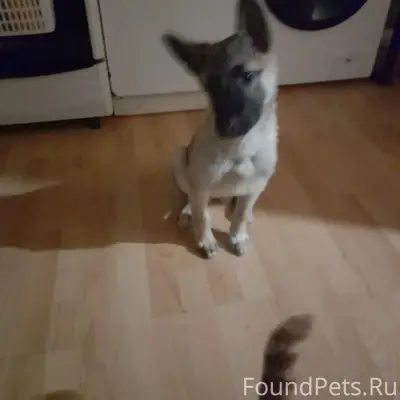 Пропала собака, Югорск, зелёная зона