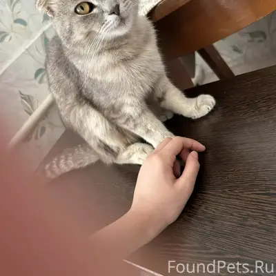 Пропал британец Мурзик