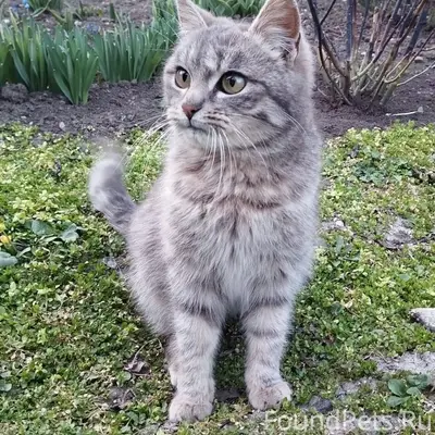 Пропал кот