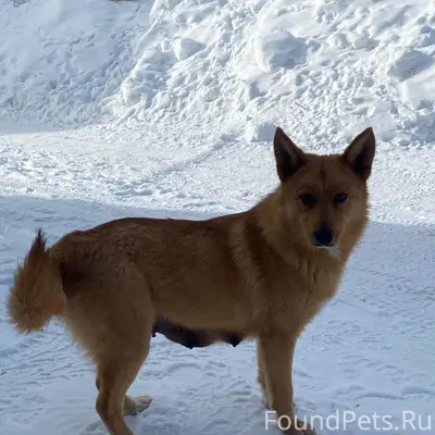 Найден щенок, частный сектор