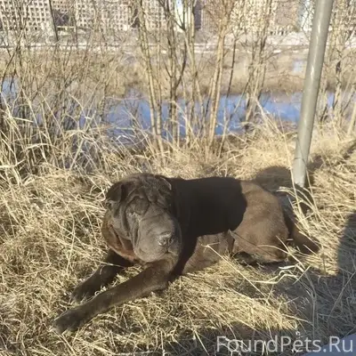 Пропала собака шарпей, Магнитогорск, улица Транспортная