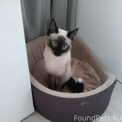 Пропала кошка Маня, Инженерная, 69