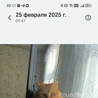 Пропал кот, центр города