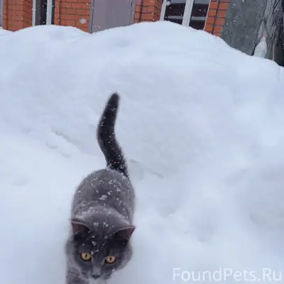 Пропал кот, Бородинская улица