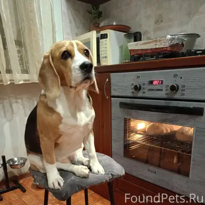 Пропала Бигль Тата, деревня Мало Байдино