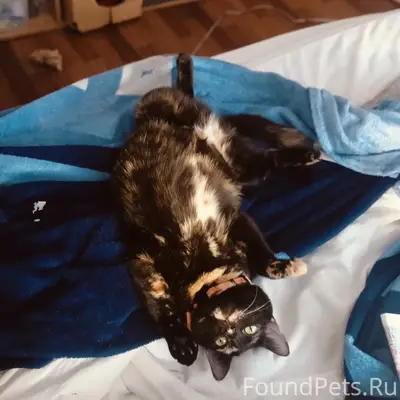 Пропала кошка Ириска, улица Кутузова