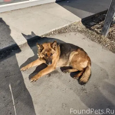 Найден пёс, Вышка 1