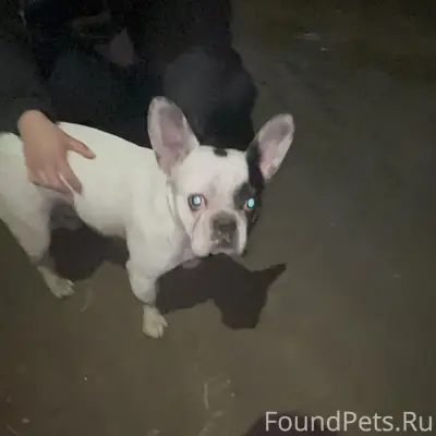 Найден тип собака, район снт Пищевик, Мясокомбинат