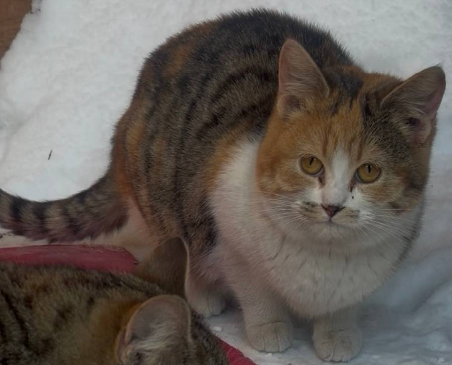 Пропала кошка-подросток, район ул. Калинина 52