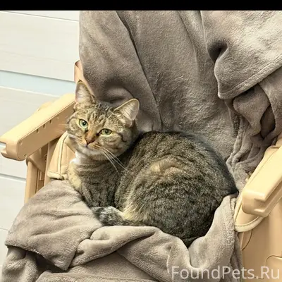 Пропала кошка Буся, улица Жуковского