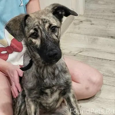 Найден подросток-собака Гречка, поле