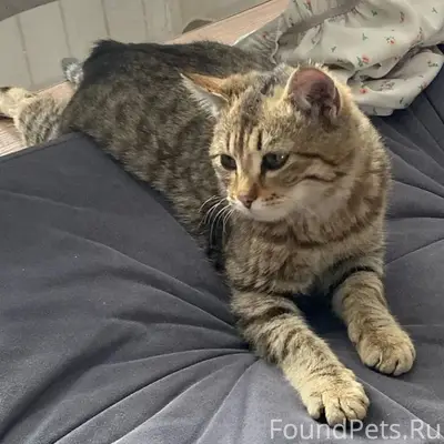 Найден кот, улица Кирова