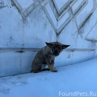 Найден щенок, район завод Калашников