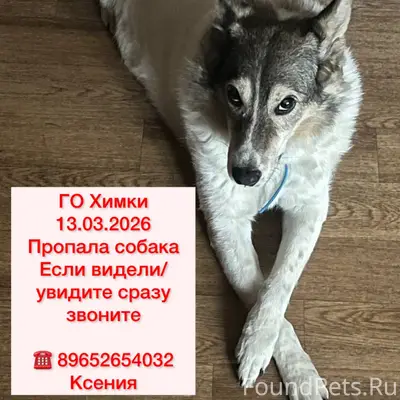 Пропала собака, Химки