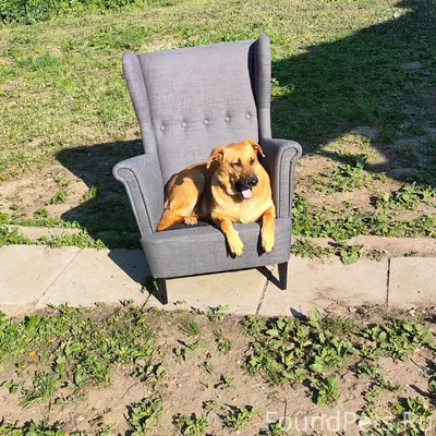 Пропала собака Найда, г. Хотьково