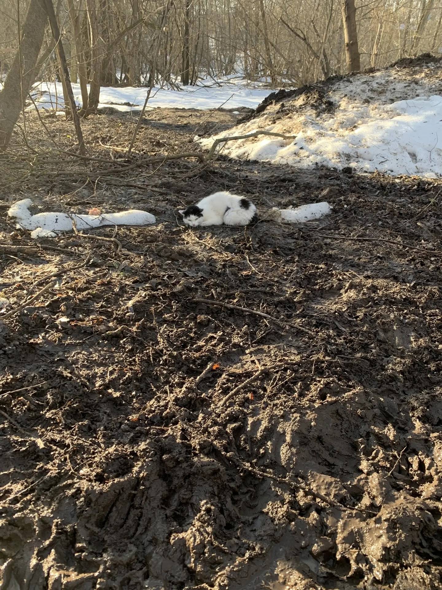 Найдена кошка, Кожухово