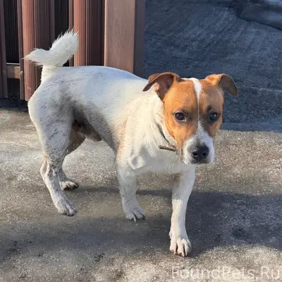 Найденна собака с ошейником, район Салтыкова-Щедрина