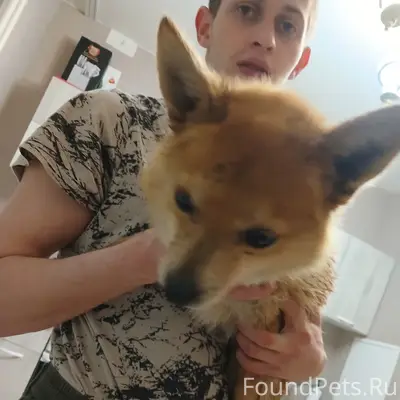 Найден тип собака, Алроса, ул. Зареченская