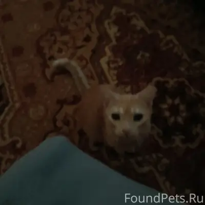 Пропала кошка Локи, улица Гагарина