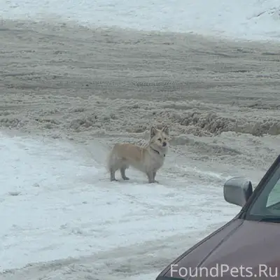 Пропала маленькая собака, улица Энтузиастов