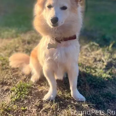 Пропала собака-коротколапик, Семилуки