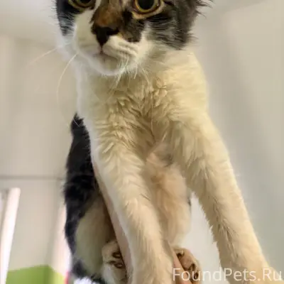 Найден котёнок, Корабельная 15А, Б