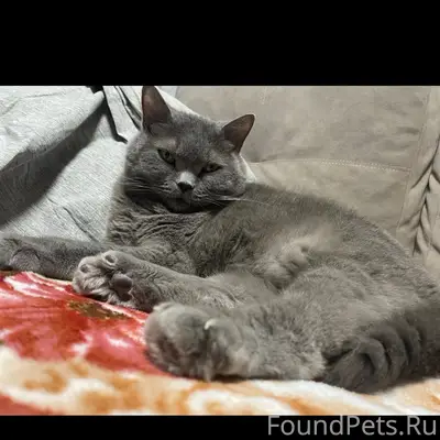 Пропал кот, Циргвавы 13