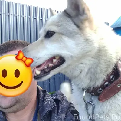 Пропал пёс Шурик, д. Малое Безгачево