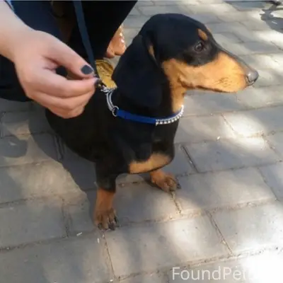 Пропала такса мини, Нижний Саянтуй