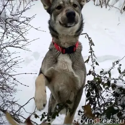 Пропал пёс, район ул. Пролетарской