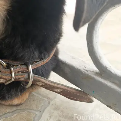 Пропала собака, Подстёпки