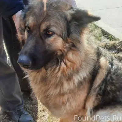 Найдена немецкая овчарка, Гомель
