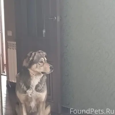 Пропал пёс Буч, левый берег