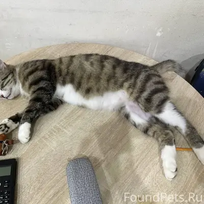 Пропал кот Амур, Лаврики