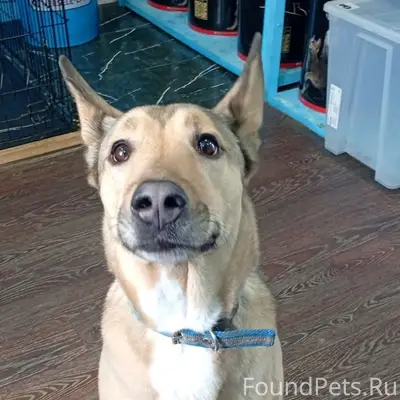 Найден щенок, Выборг