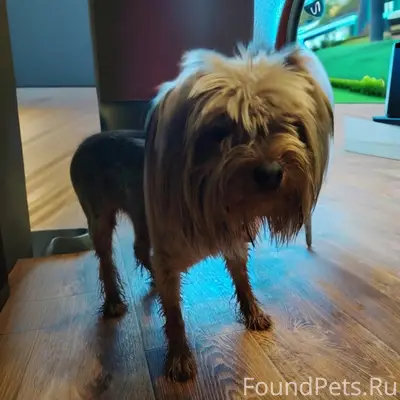 Найден кобель, Ангарск