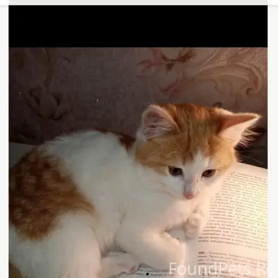 Пропал кот Барсик, Белорецк