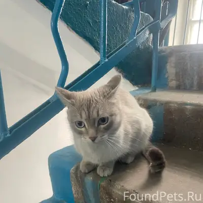 Найдена кошка, Куйбышева 2а, 6 подъезд