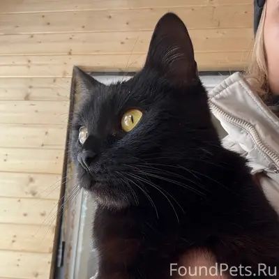 Найден молодой кот, Заволжский район